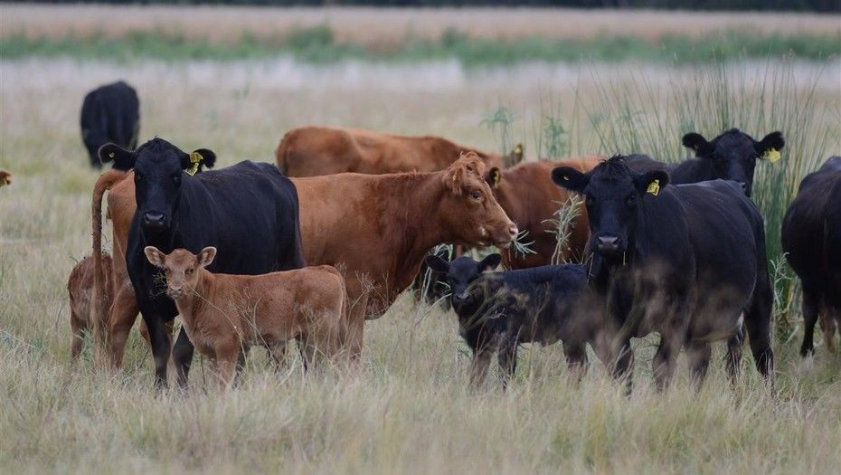 El stock de ganado bovino creció 2,7% y es el máximo en una década