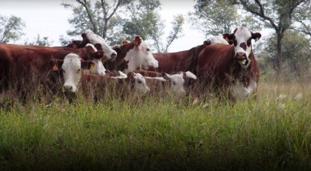 Acopiadores de vacas: un nuevo actor del negocio ganadero