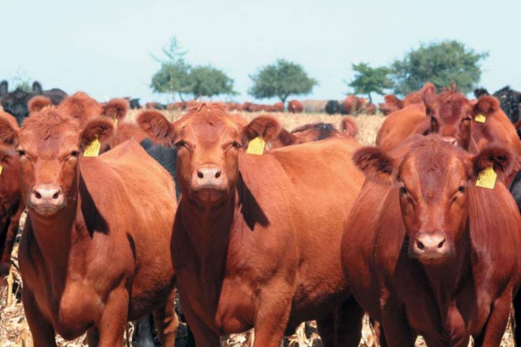 Es récord la faena de vacas y China ya se lleva 2 de cada 3 kilos de carne