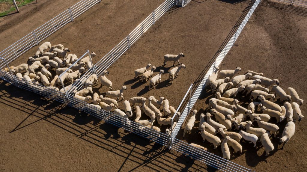 Buscan formalizar al sector ovino y crear nuevos canales comerciales para la carne